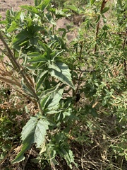 Scrophularia desertorum