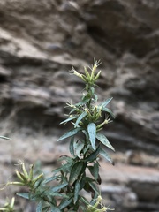 Brickellia longifolia
