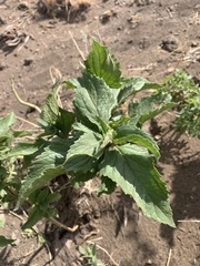Scrophularia desertorum