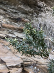 Brickellia longifolia