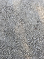 Meleagris gallopavo