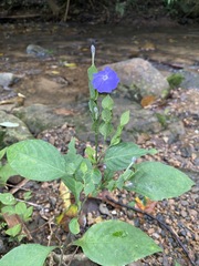 Ruellieae