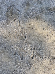 Meleagris gallopavo