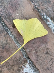 Bartheletia paradoxa