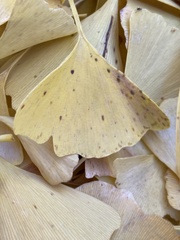 Bartheletia paradoxa