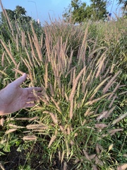 Cenchrus pedicellatus