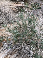 Brickellia longifolia