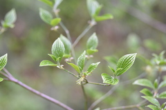 Cornus sessilis