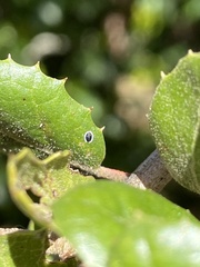 Tetraleurodes perileuca