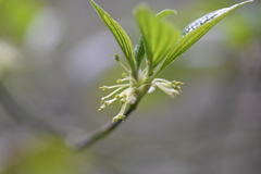 Cornus sessilis
