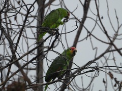 Amazona autumnalis autumnalis