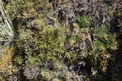 Selaginella sanguinolenta