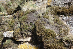 Selaginella sanguinolenta