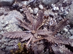 Lepidium solandri