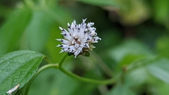 Melanthera nivea