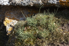 Selaginella sanguinolenta