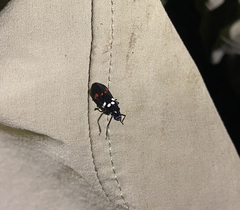 Callitettix versicolor