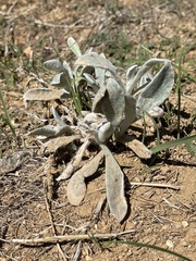 Pseudognaphalium microcephalum