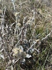 Pseudognaphalium microcephalum