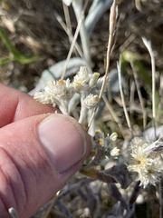 Pseudognaphalium microcephalum