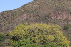 Populus deltoides wislizenii