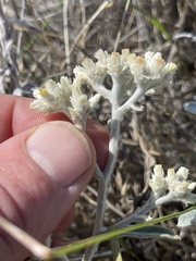 Pseudognaphalium microcephalum