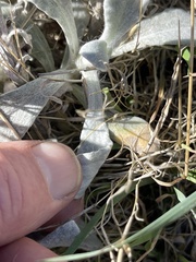 Pseudognaphalium microcephalum