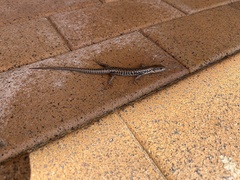 Concinnia tenuis