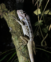 Calotes emma