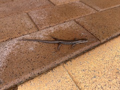 Concinnia tenuis