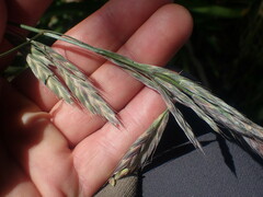 Bromus lithobius