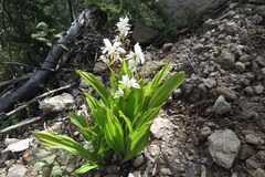 Govenia liliacea