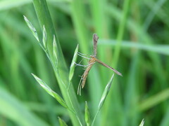 Stenoptilia pterodactyla