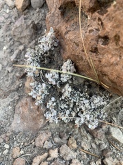 Eriogonum ovalifolium