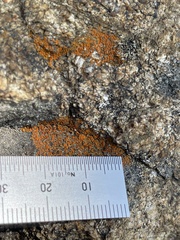 Polycauliona bolacina