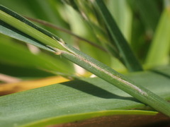 Bromus lithobius