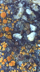 Polycauliona bolacina