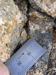 Candelariella aurella