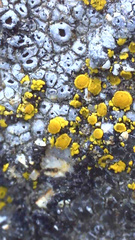 Candelariella aurella