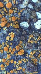 Acarospora obnubila