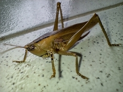 Parabucrates brevicauda