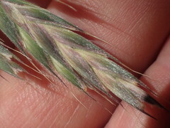 Bromus lithobius