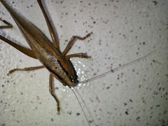 Parabucrates brevicauda