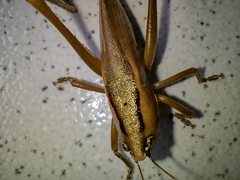 Parabucrates brevicauda