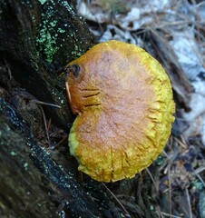 Chalciporus