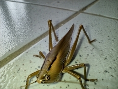 Parabucrates brevicauda