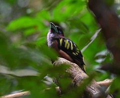 Eurylaimus javanicus