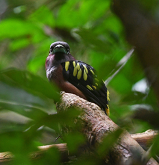 Eurylaimus javanicus