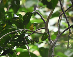 Phylloscopus ricketti