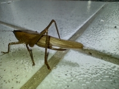 Parabucrates brevicauda